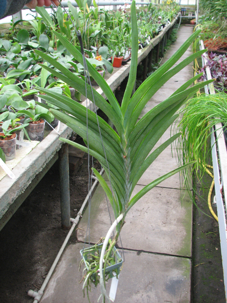 Ascocenda Princess Mikasa Pink.jpg