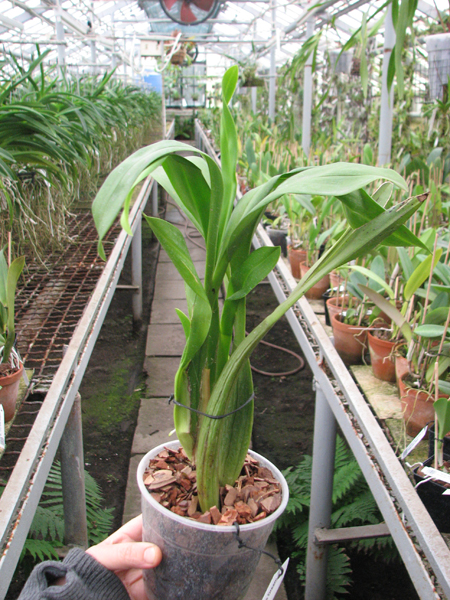 Beallara Marfitch Howard's Dream 'Red Fox'.jpg