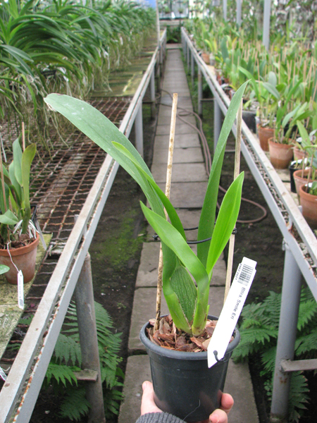 Beallara Smile Eri.jpg