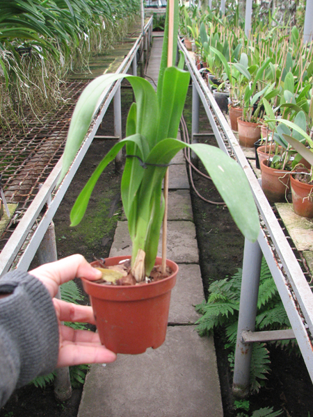 Wilsonara Tan Treasures 'Puppy Pleasures'.jpg