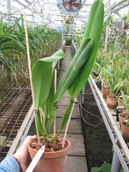 Rhyncholaeliocattleya Liu's Joyance 'Golden Leopard' (Chunyeah x Tainan Gold).jpg