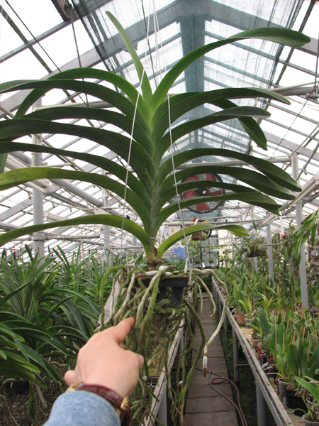 Vanda Suwapee x Vanda Dr Anek.jpg