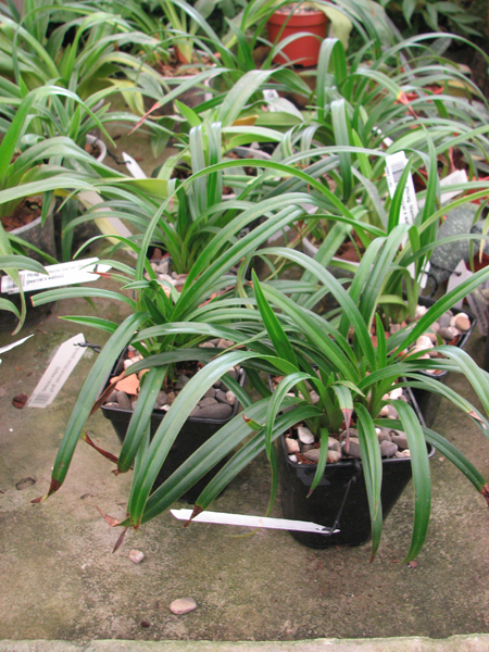 Phragmipedium Memoria Garren Weaver.jpg