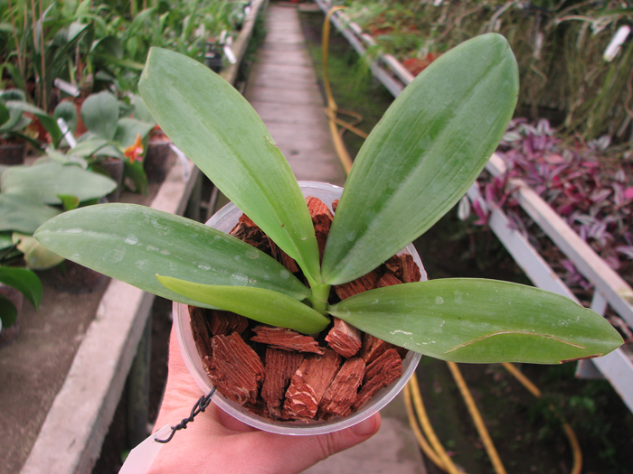 Phalaenopsis tetraspis 'C#1.jpg