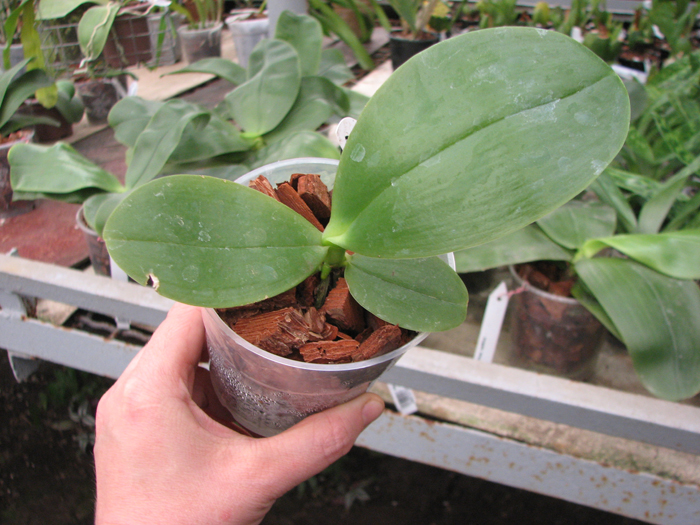 Phalaenopsis gigantea x Brother Ambo Passion.jpg