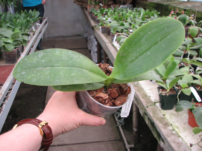 Phalaenopsis lueddemanniana x amboinensis.jpg