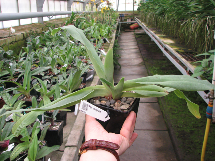 С цветоносом