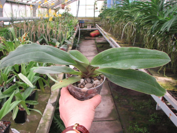 Paphiopedilum moquetteanum.jpg