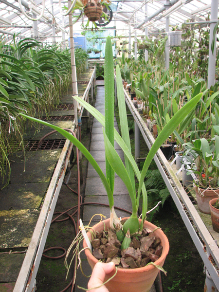 Encyclia adenocaula.jpg