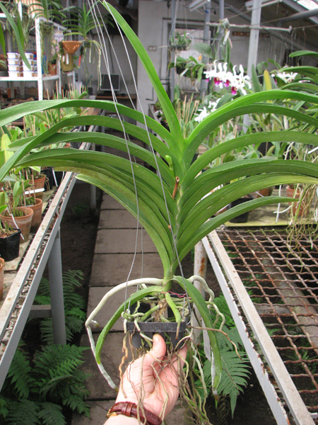 Ascocenda Princess Mikasa Pink.jpg