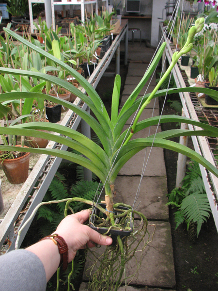 Vanda Kasem's Delight x Vanda Bitz's Heratthrob.jpg