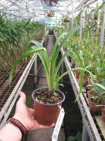 Phragmipedium Petit Anquette (pearcei x dalessandroi).jpg