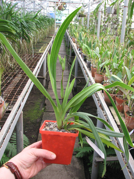 Phragmipedium Hanne Popow (besseae x schlimii).jpg