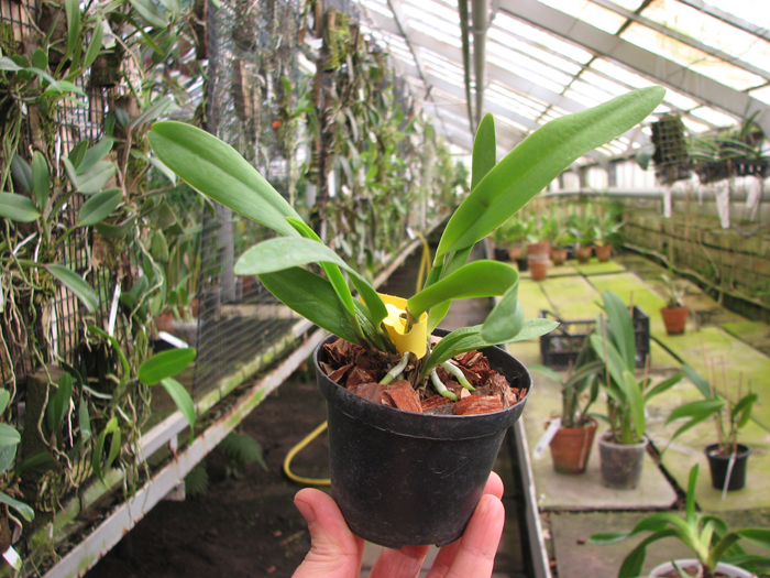 Cattleya lueddemanniana coerulea (very good x 110808).jpg
