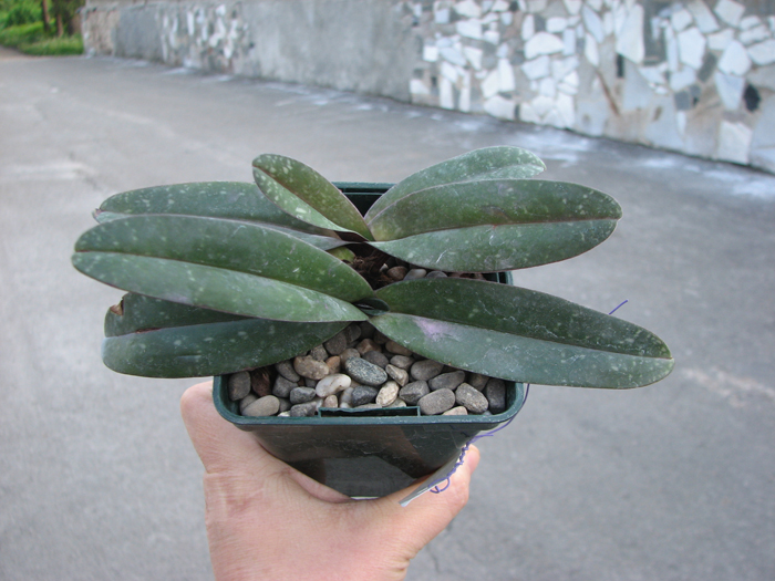 Paphiopedilum niveum.jpg