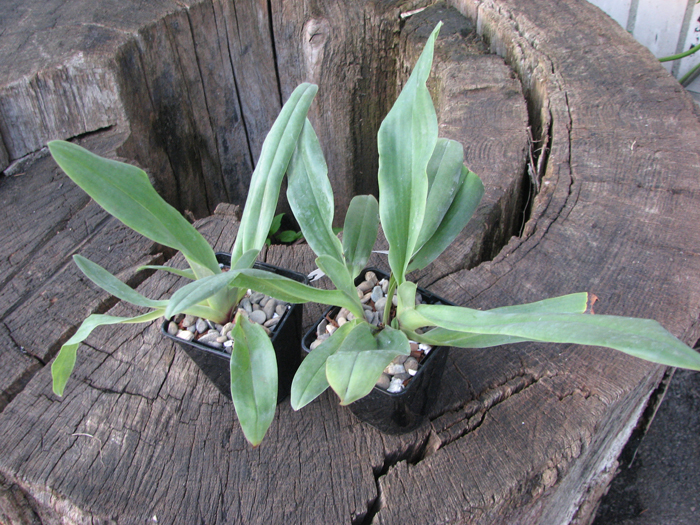 Paphiopedilum glaucophyllum.jpg