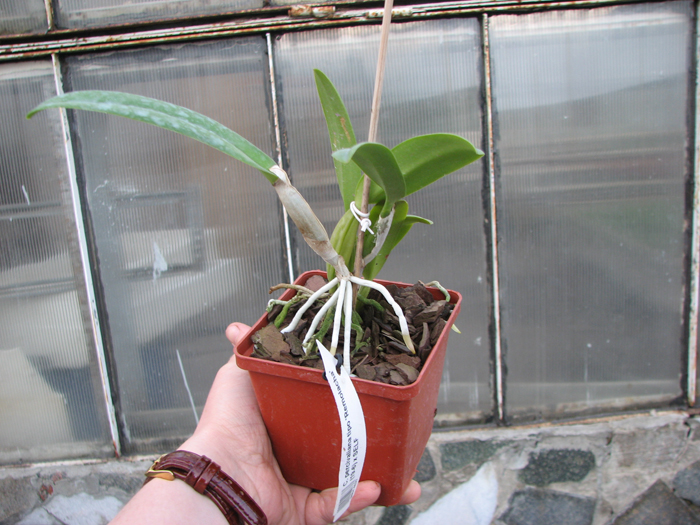 Cattleya percivaliana tipo 'Remolacha' (19-6) x SELF.jpg