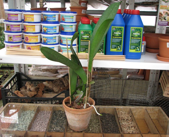 Brassolaeliocattleya Young Kong 'Sun No16'.JPG