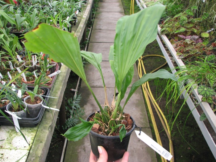 Gongora ecornuta.JPG