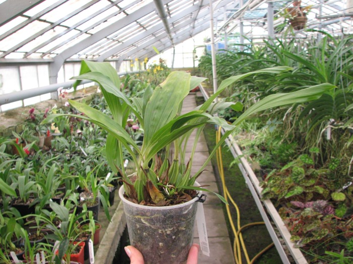 Gongora rufescens.JPG