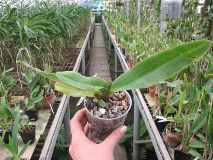 Paphiopedilum moquetteanum.JPG