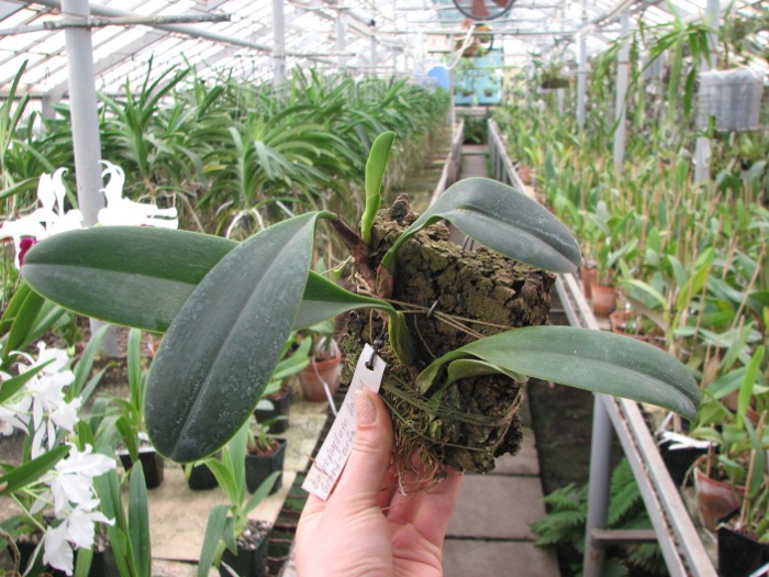 Bulbophyllum Hsinying Grand-arfa.JPG