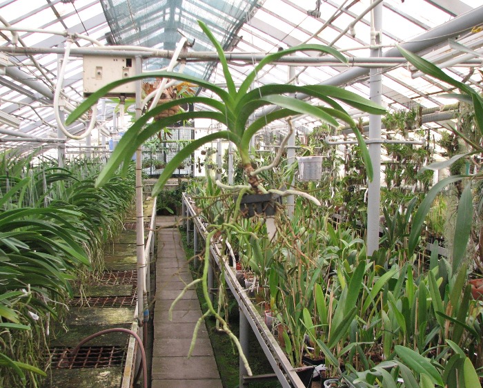 Vanda Vivan x Ascda Kultana Flame.JPG