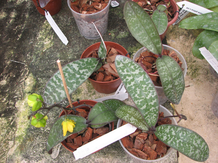 Phalaenopsis stuartiana yellow x sib.jpg
