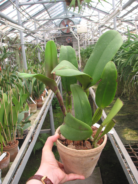 Brassolaeliocattleya Haw Yuan Grace 'Cat King'.jpg