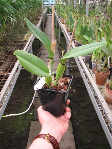 Cattleya labiata alba 'Jassira' (Z-86) x Cattleya labiata alba 'Pernambuco' (BH-200).jpg