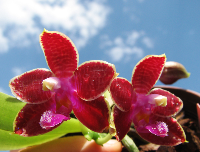 Phalaenopsis Coral Isles x Phalaenopsis corningiana.jpg