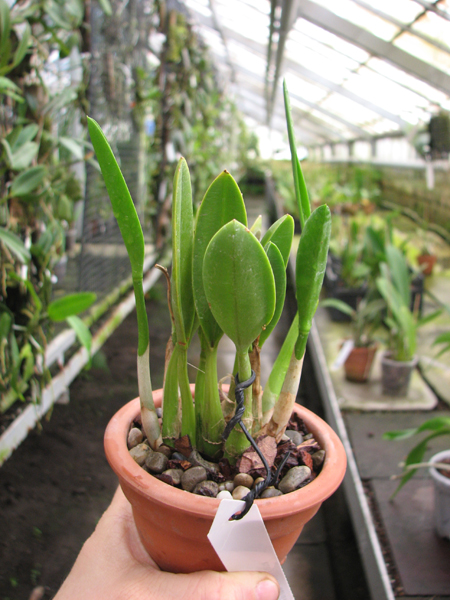 Laelia crispilabia.jpg