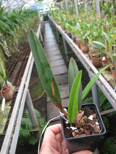 Laelia mirandae.JPG
