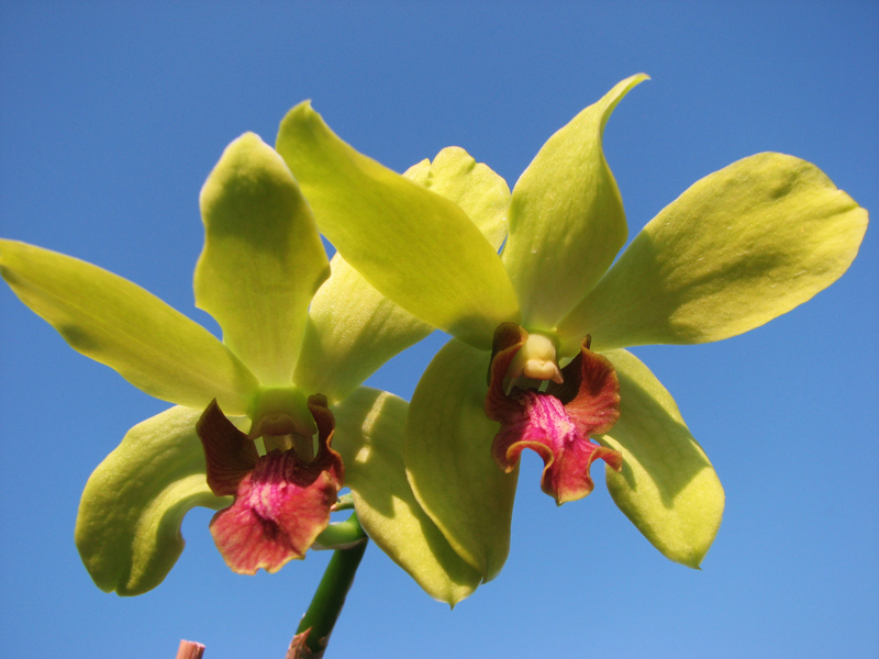 Dendrobium Airy Gold Spread.jpg
