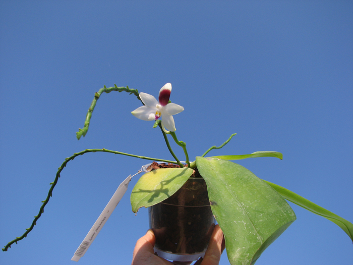 Phalaenopsis tetraspis.jpg