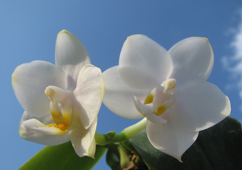 Phalaenopsis Tzu Chiang Chrisna.jpg