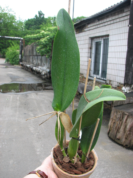 Brassolaeliocattleya Burdekin Wonder 'Lake Land'.jpg