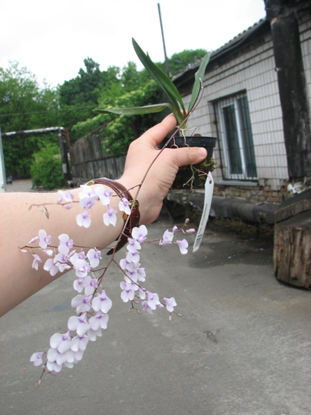 Ionopsis utricularioides.jpg