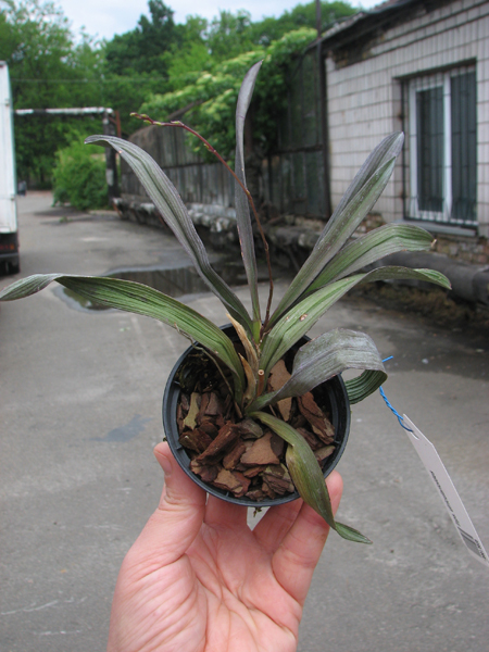 Ionopsis utricularioides.jpg