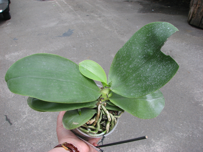 Phalaenopsis Liodoro (Phalaenopsis Deventeriana x Phalaenopsis violacea).jpg