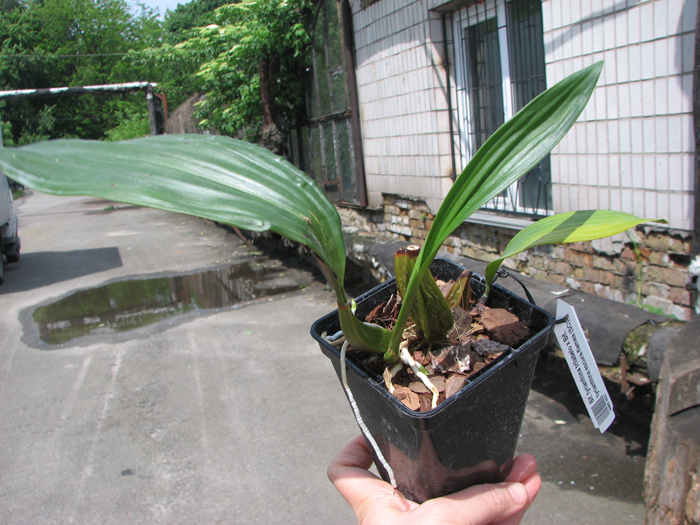 Bifrenaria tyrianthina trilabelo x Bifrenaria tyrianthina escura-flamea (SC).jpg
