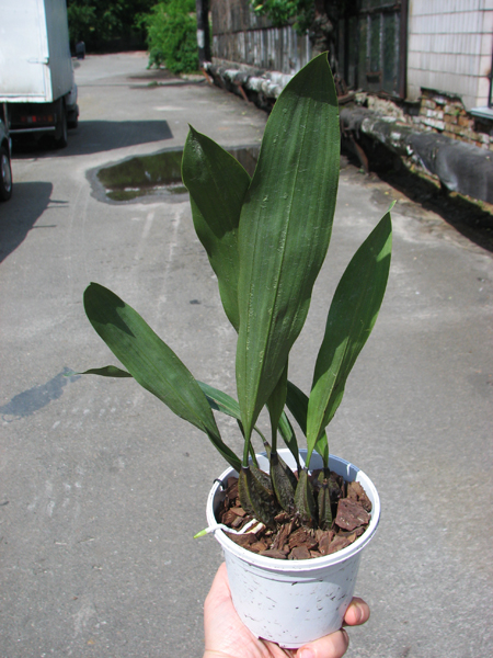 Bifrenaria harrisoniae.jpg