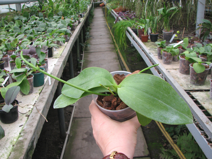 Phalaenopsis lueddemanniana.jpg