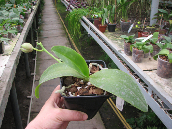 Phalaenopsis Natasha 'Aiko'.jpg