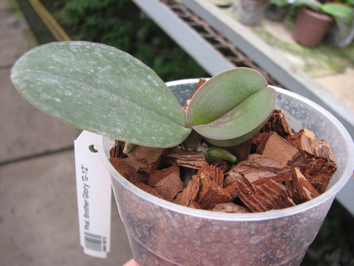 Phalaenopsis Brother Glory 'G-12'.jpg