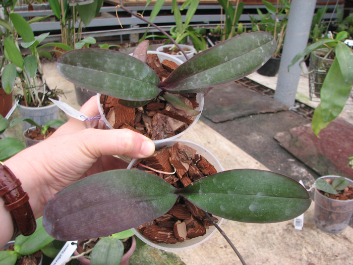 Phalaenopsis stuartiana yellow x sib.jpg