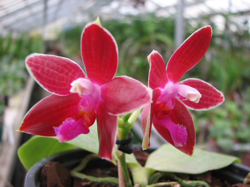 Phalaenopsis corningiana x Phalaenopsis Coral Isles.jpg