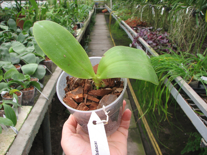 Phalaenopsis Lea Maria Salazar.jpg