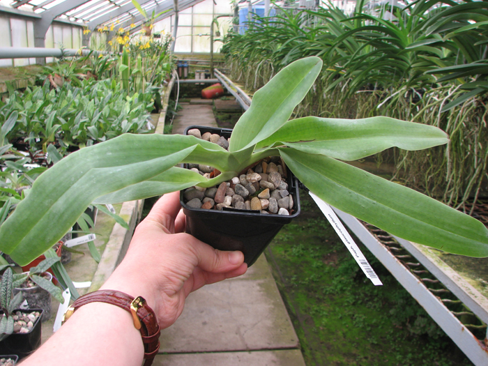 Paphiopedilum glaucophyllum.jpg