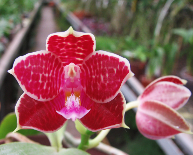 Phalaenopsis Coral Isles x Phalaenopsis corningiana.jpg